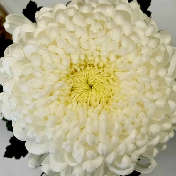 菊花4.webp