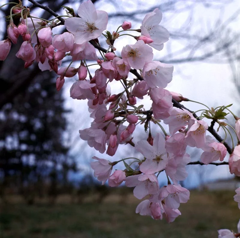07.webp