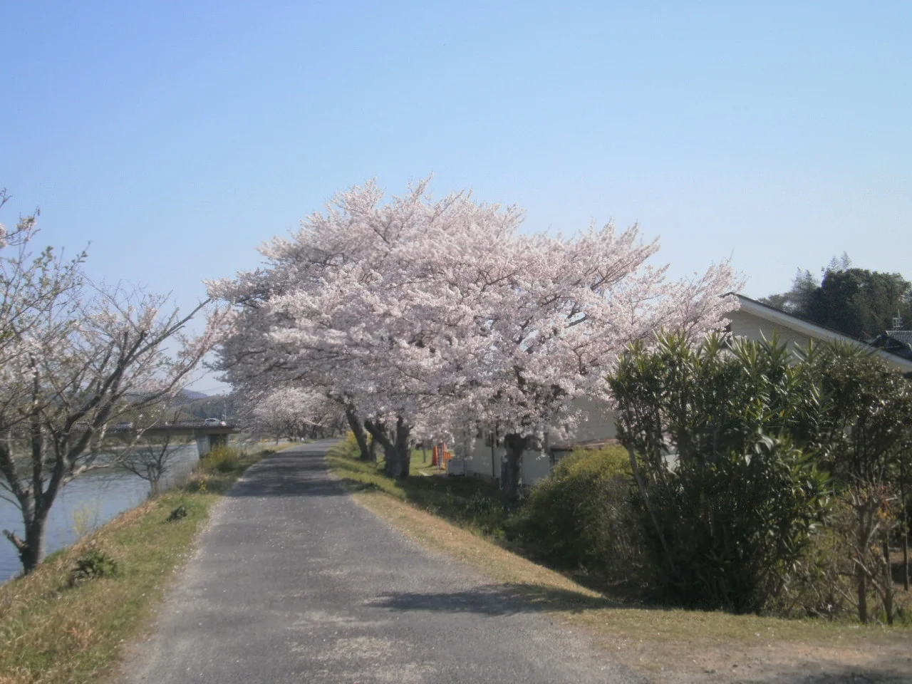 1 cherry blossom.webp