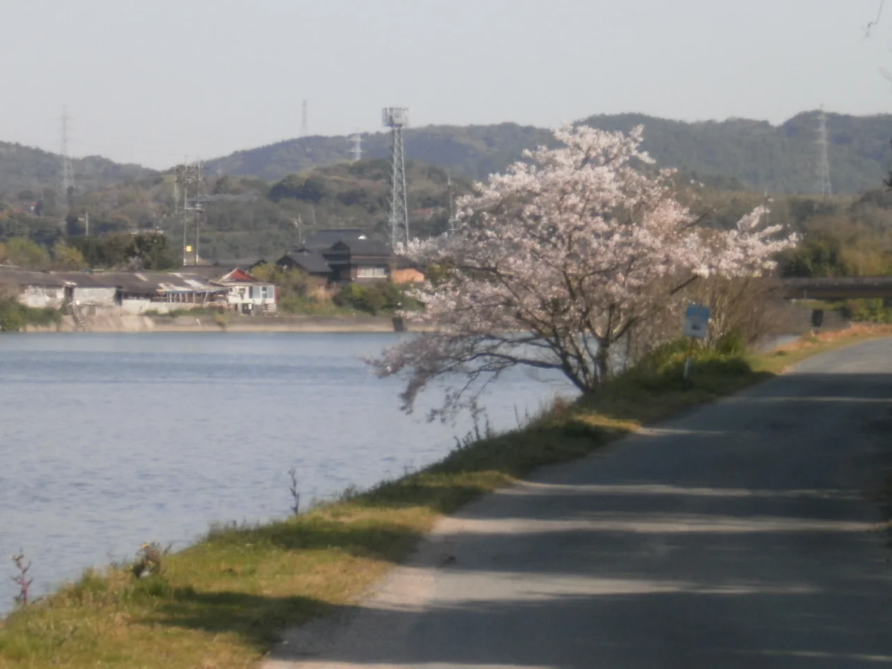 12 cherry blossoms.webp