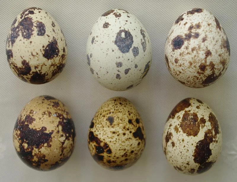 13_12_2008_17_39_3_quails_eggs-1.webp