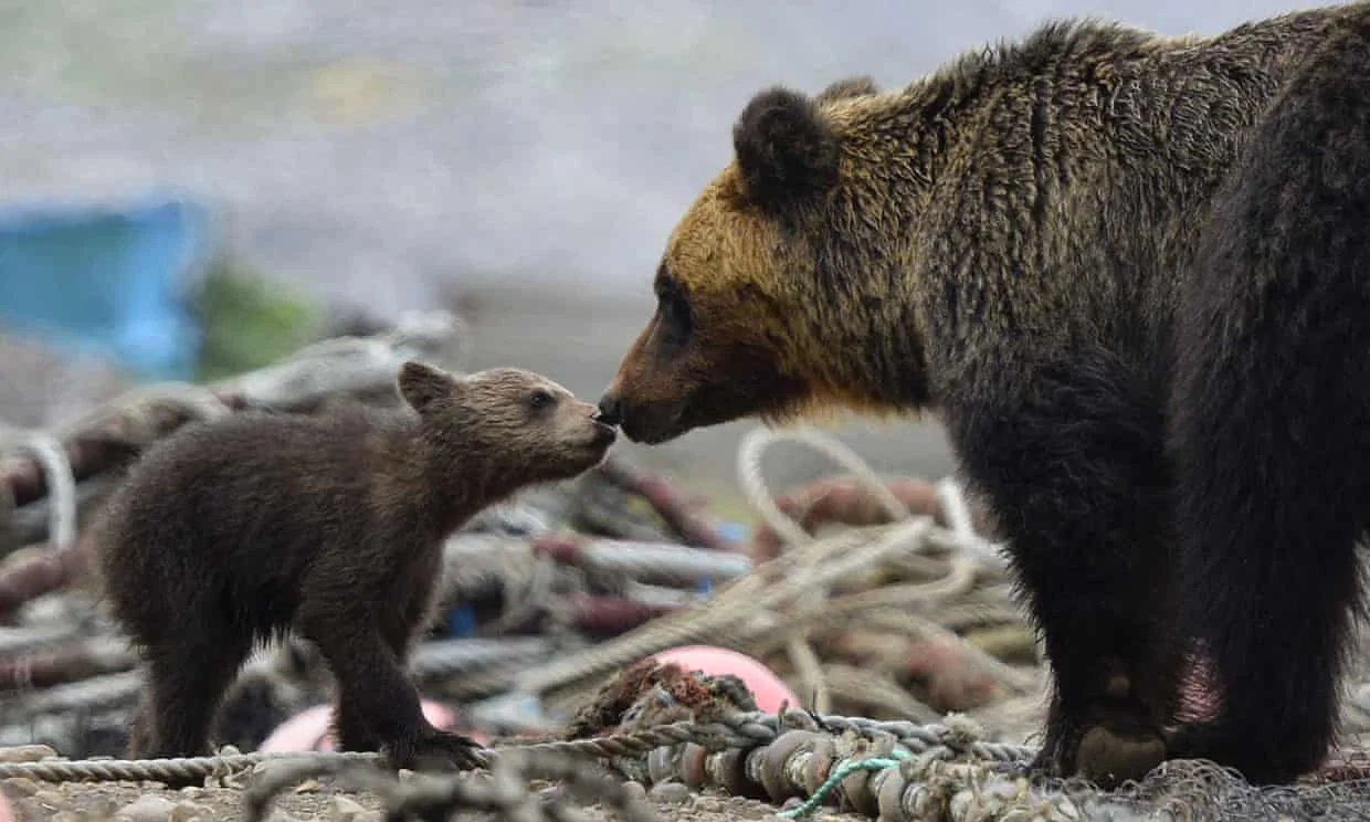 Bear starvation