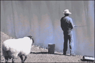 1cc7ca56b455b26f2e12517df48ca16f_cgfm.gif