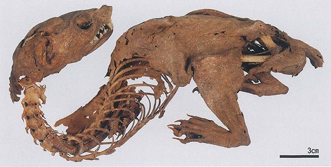 Mummy of Japanese marten