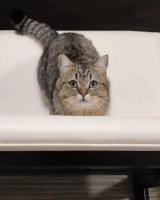 200.gif