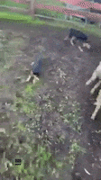 200.gif