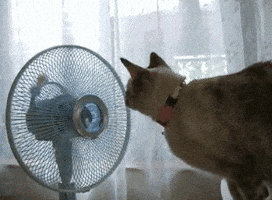 200.gif