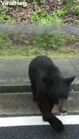 200.gif