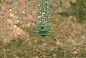 200.gif