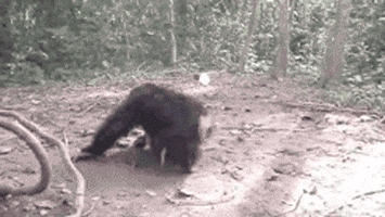200.gif
