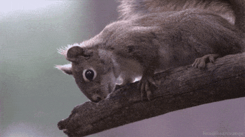 200.gif
