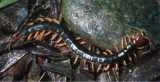 20000817Hazardous20Animal20Life20of20Oki-1.webp