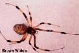 20000817Hazardous20Animal20Life20of20Oki-2.webp