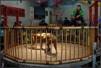 20090813Japananimals20blogspot2020tosa20-1.webp