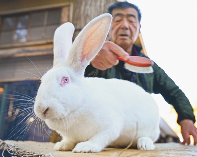 ジャンボうさぎ