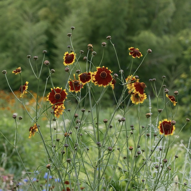 222.webp