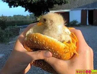 23millionchickensarekilledforfoodintheUS-1.webp