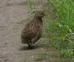 250pxBrown_Quail-1.webp