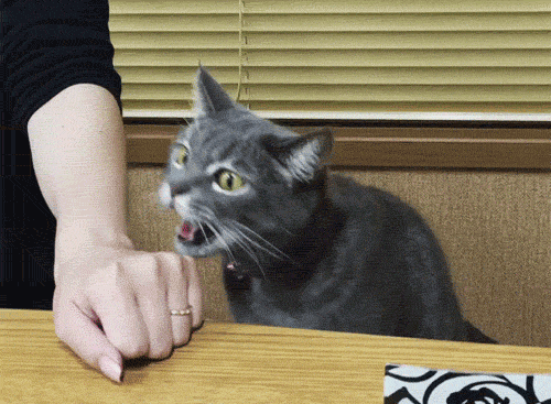 31036cb5ae40dbf09ceae7e6f726f6ba_qdz8.gif