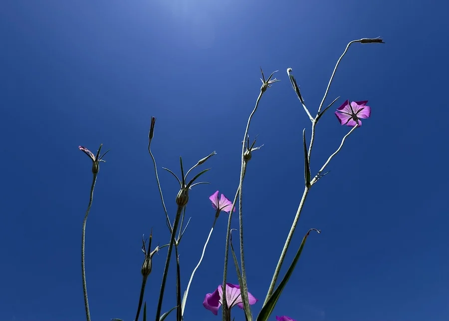 333.webp