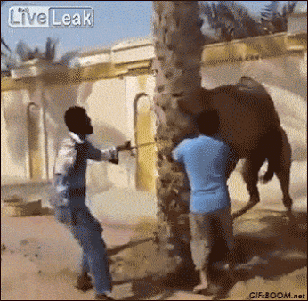 3c83f54729ce10125b382e88d985e352_cbqf.gif