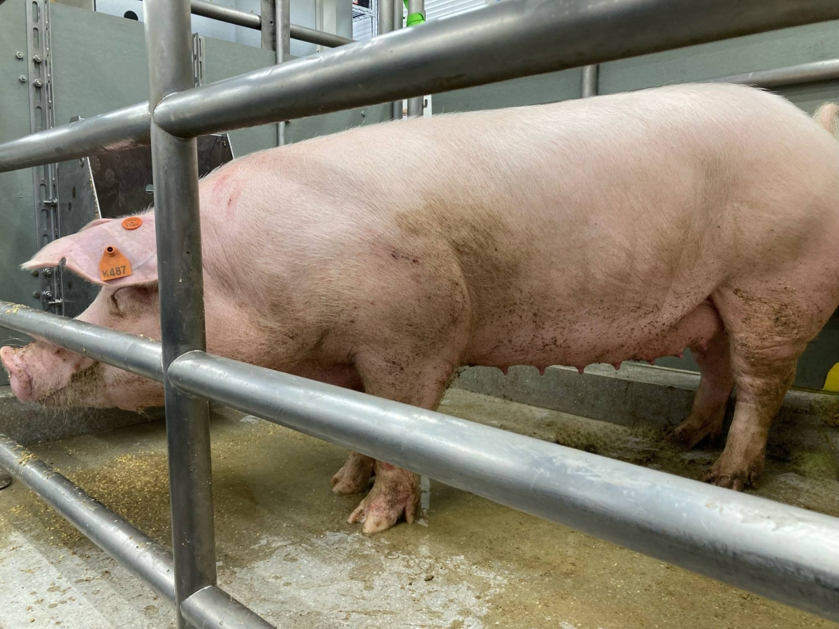Japanese startup pioneers pig-to-monkey kidney transplant