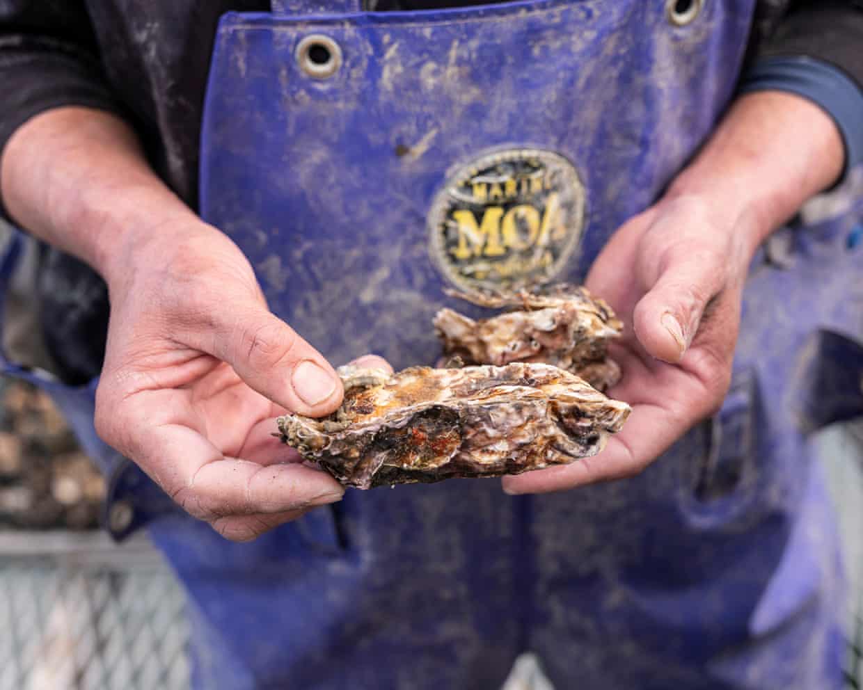 Mass oyster deaths devastate Hiroshima’s key industry