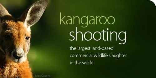 500kangaroo_shooting2-1.webp