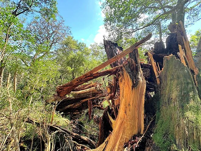 Ancient ‘Ghibli’ tree found snapped after Typhoon No. 10