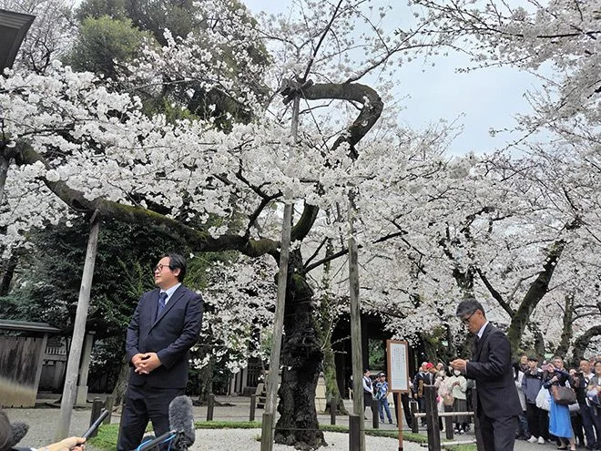 Sakura at Yasukuni
