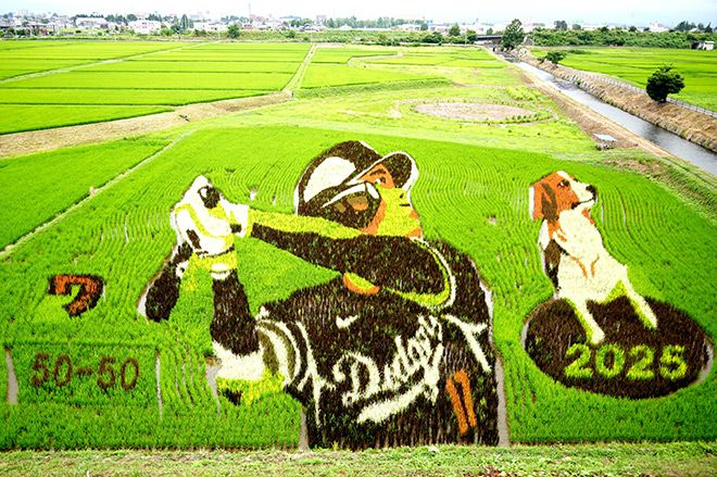 Shohei Ohtani is depicted with his dog in a rice paddy in Ōshū, Iwate Prefecture