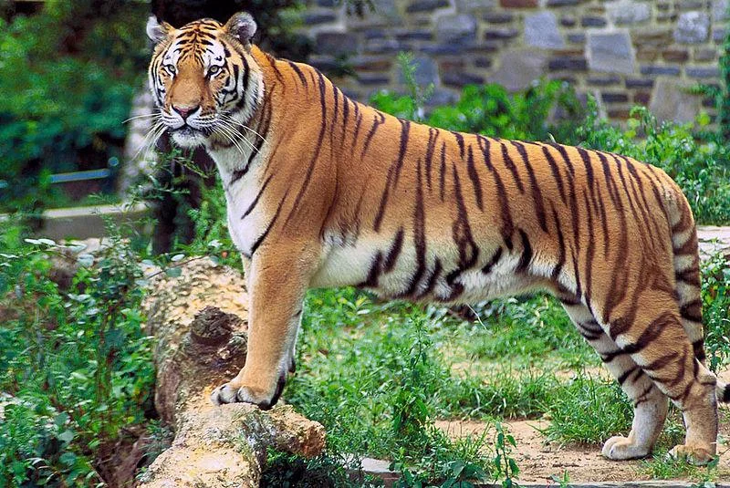 800pxPanthera_tigris_tigris-1.webp