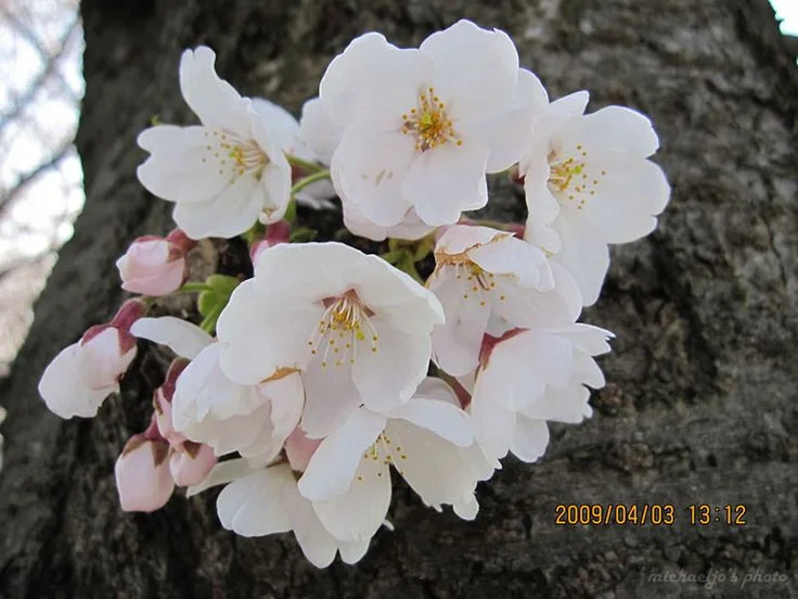 8a596ebd8ca23f586eda6cf76bc01c46.webp