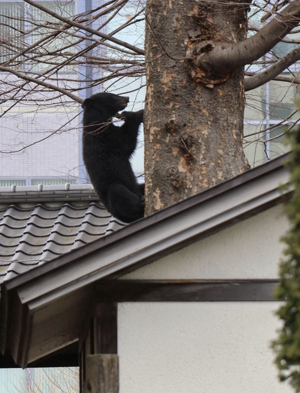Japan enacts bill allowing urban bears to be shot