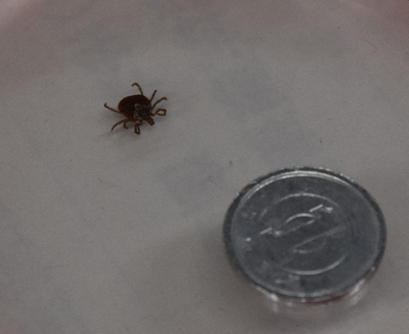 Ixodid tick
