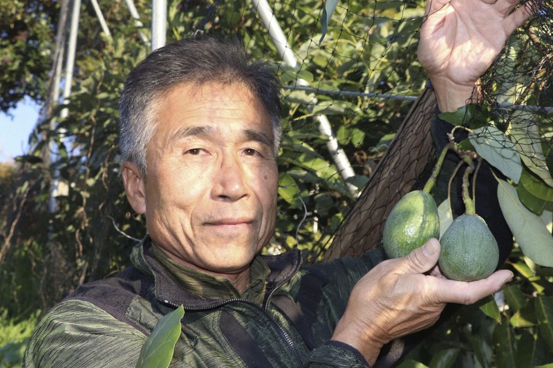 Fuminori Arita - avocado grower in Ehime