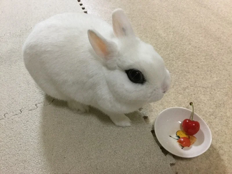 Netherland Dwarf Hotot