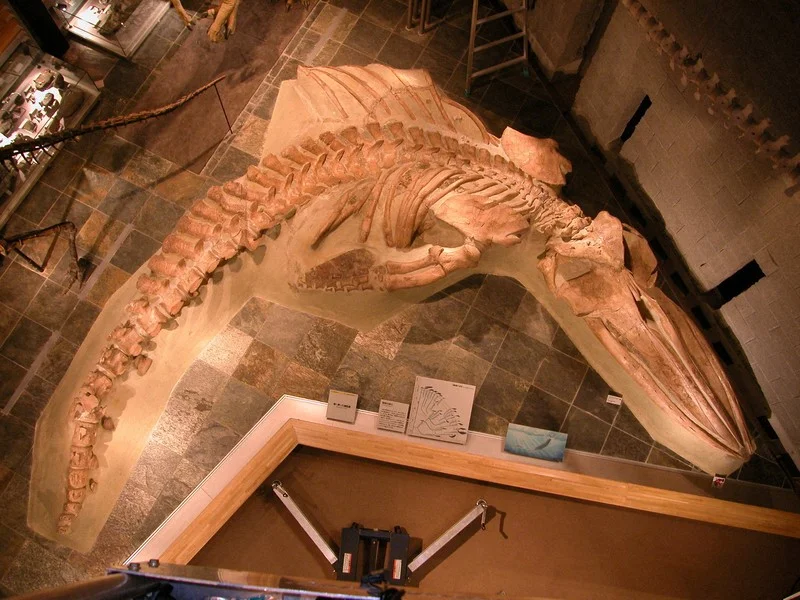 Incakujira fordycei