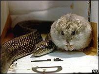_41233234_hamstersnake_ap203b-1.webp