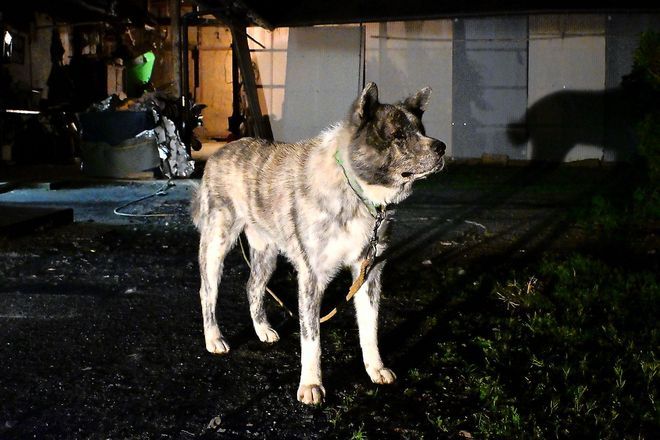 Tetsukumo, a brave Akita Inu