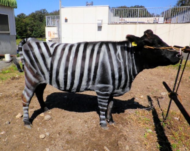 Zebra cow