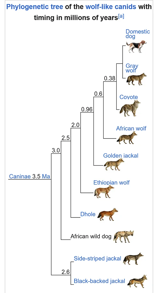 african-wild-dogs.webp