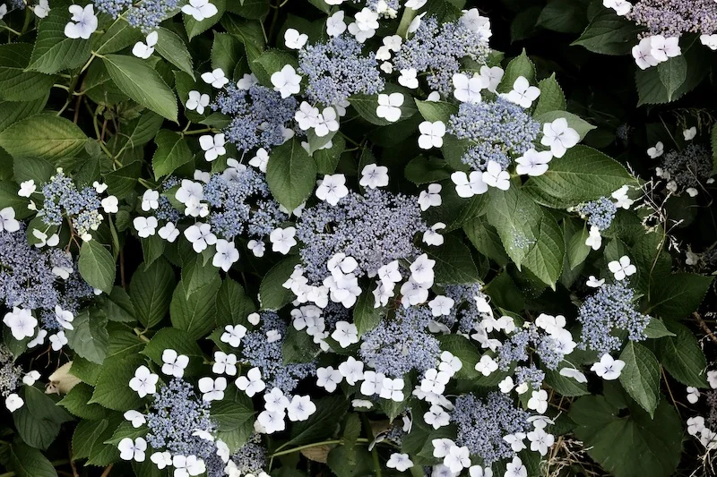 ajisai.webp