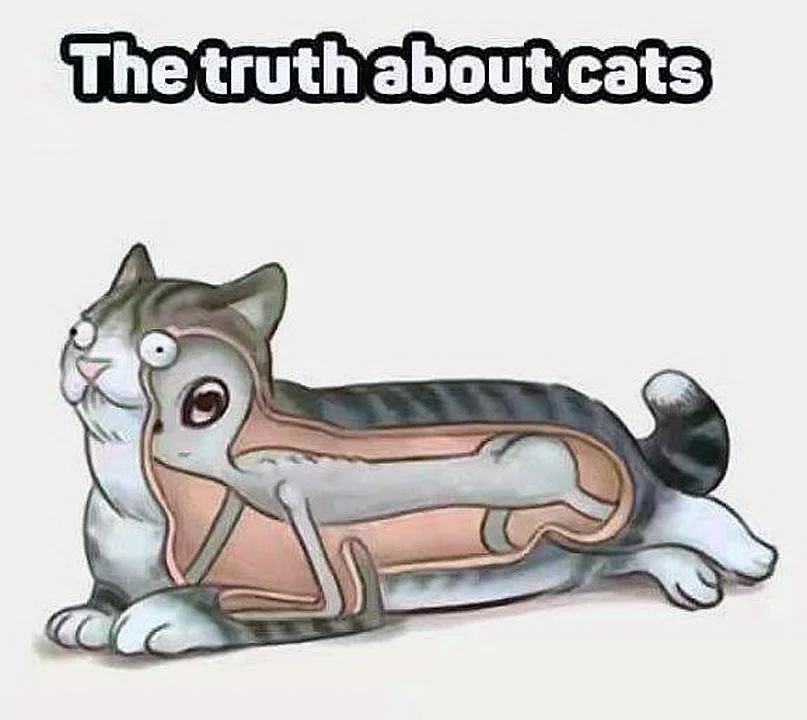 28411