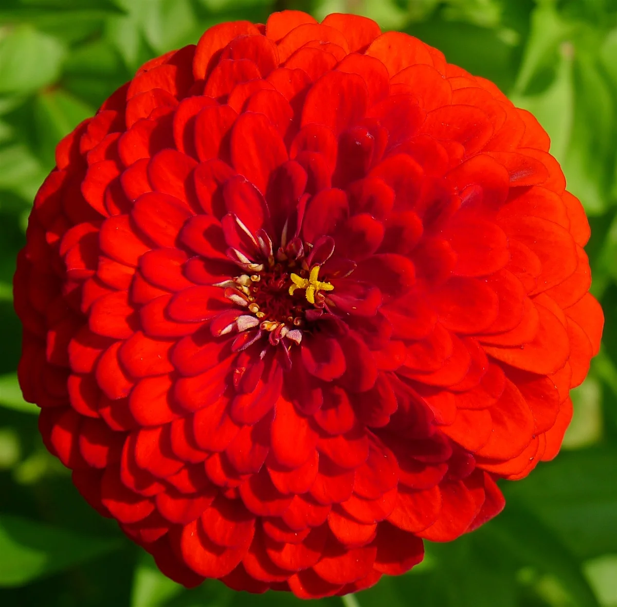 all red.webp