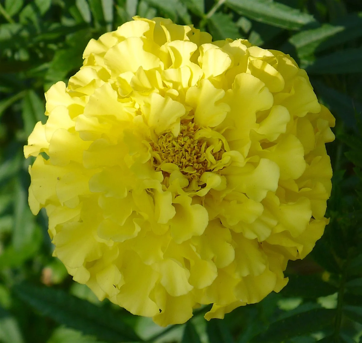 all yellow.webp