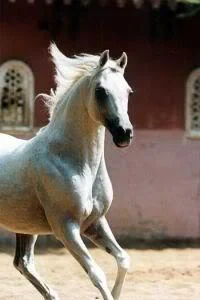 arabhorse2-1.webp