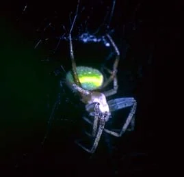 araneidae.webp