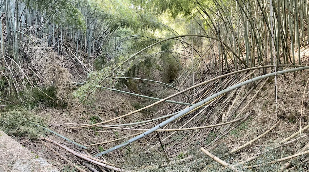 Arashiyama.jpeg