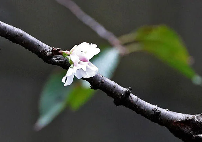autumn-sakura.webp